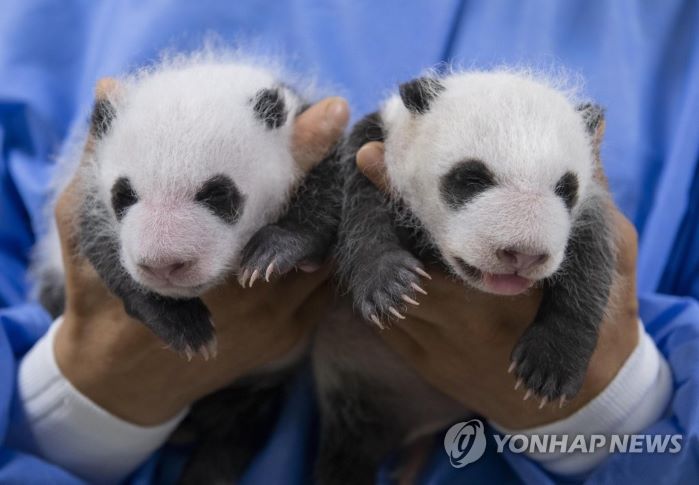 '쌍둥이 판다' (기사 원문 및 사진: 연합뉴스 제공)