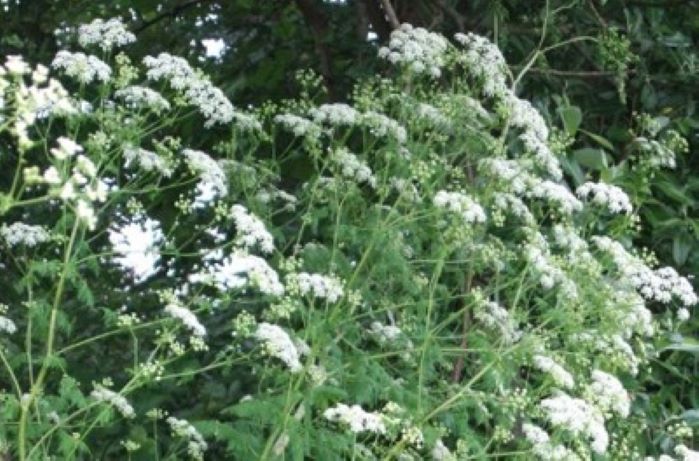 햄록 (hemlock)