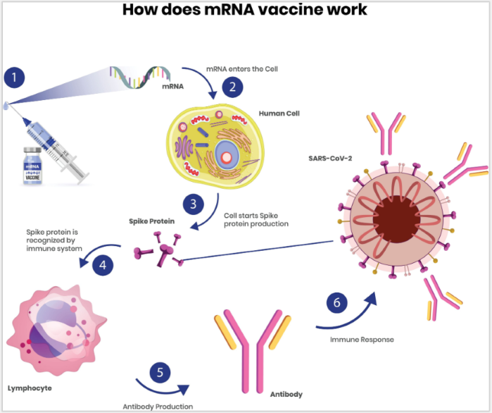 mRNA 백신의 원리